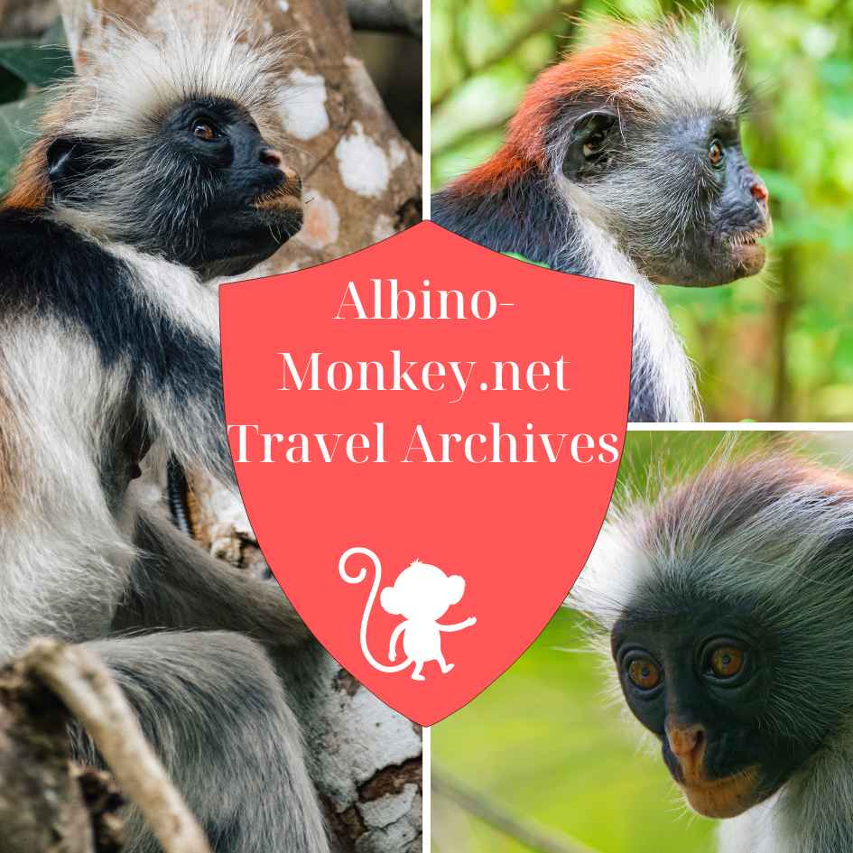 albino-monkey-net-travel-archives